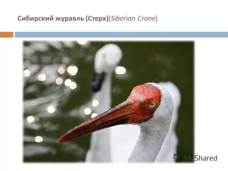 "Город Мертвых"
